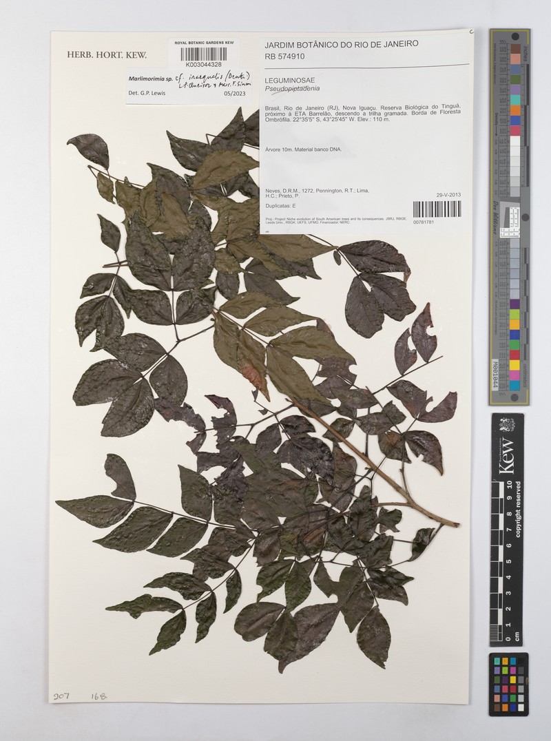 Pityrocarpa inaequalis