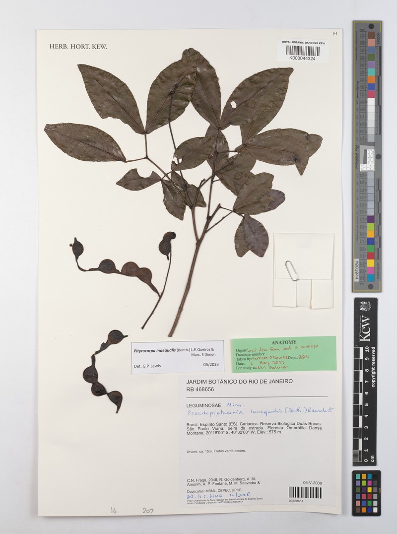 Pityrocarpa inaequalis photo 2