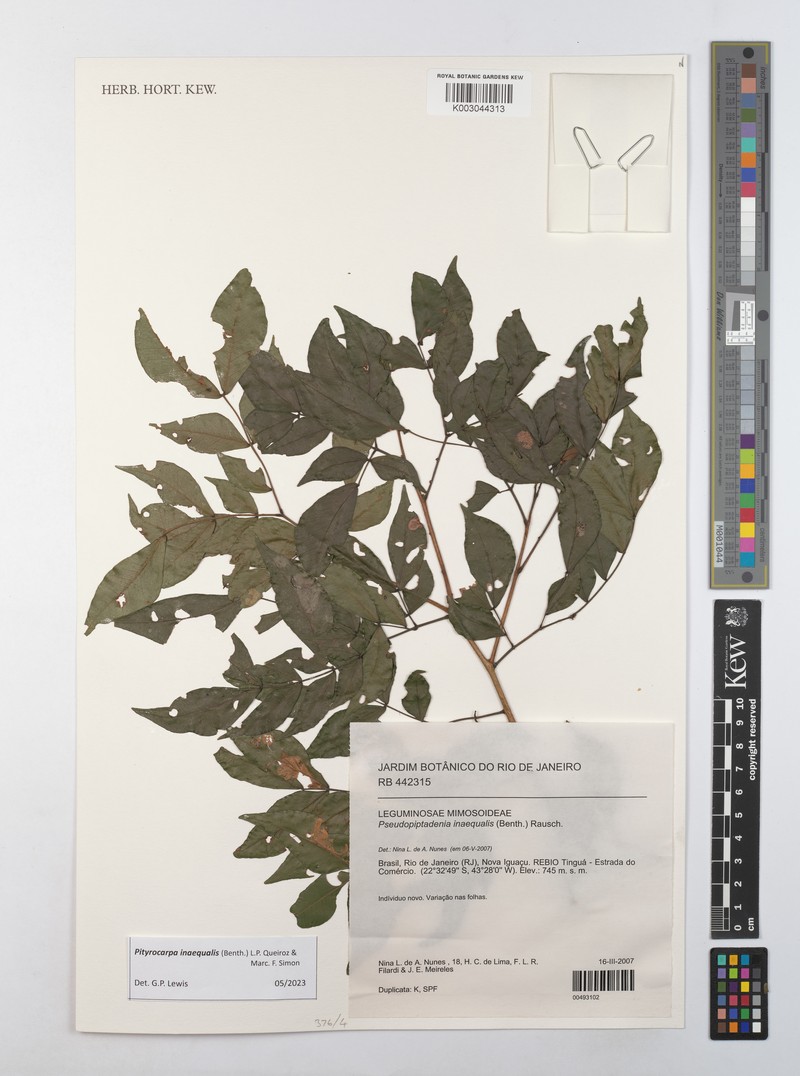 Pityrocarpa inaequalis photo 3