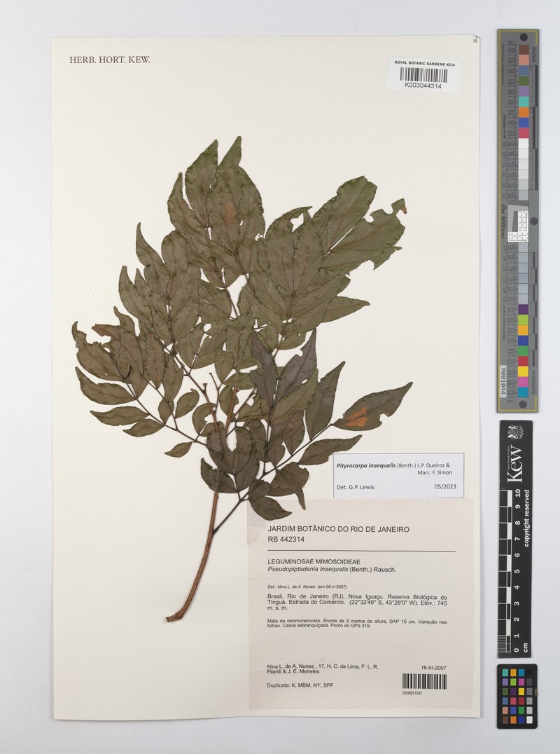 Pityrocarpa inaequalis photo 4