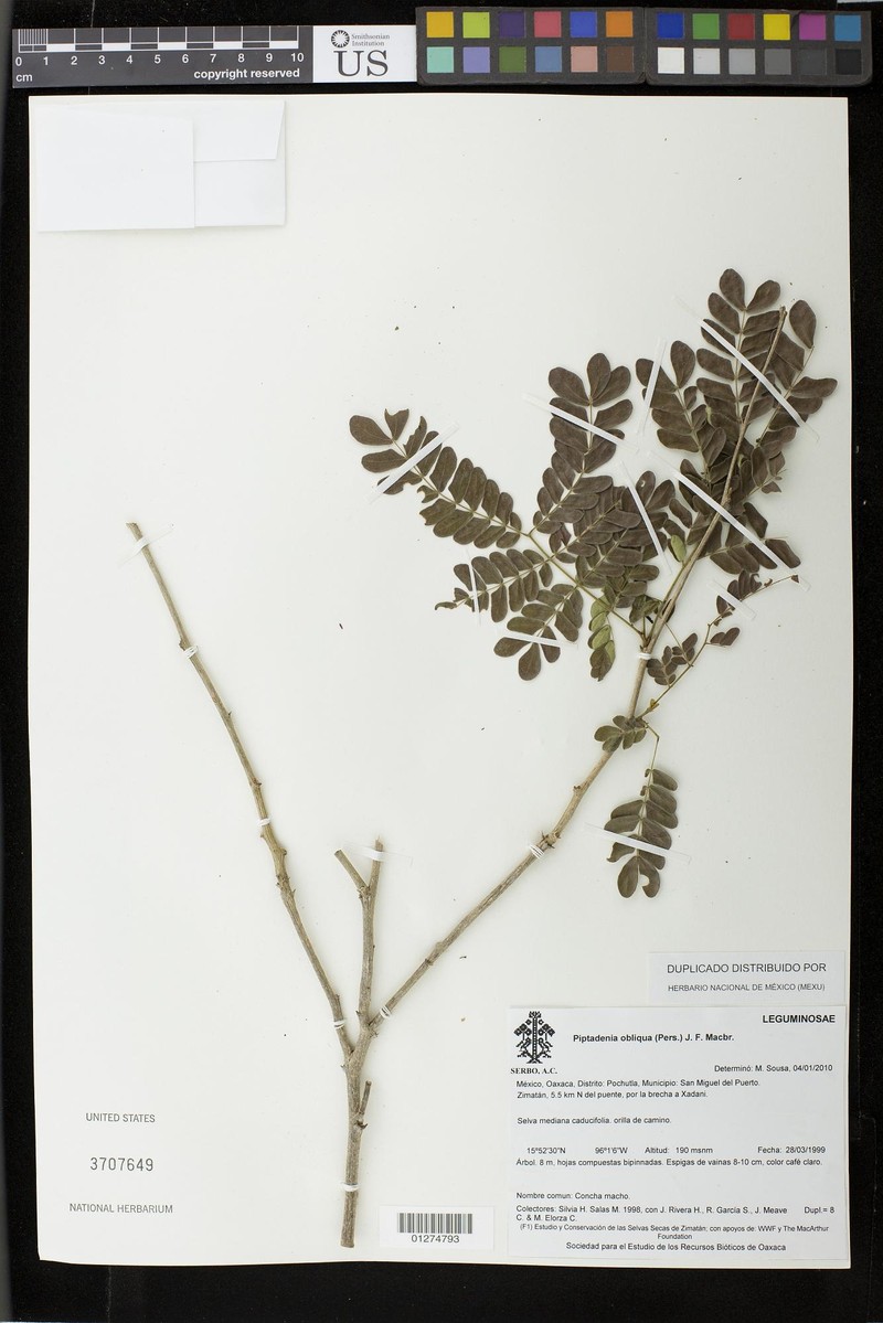 Pityrocarpa obliqua subsp. obliqua