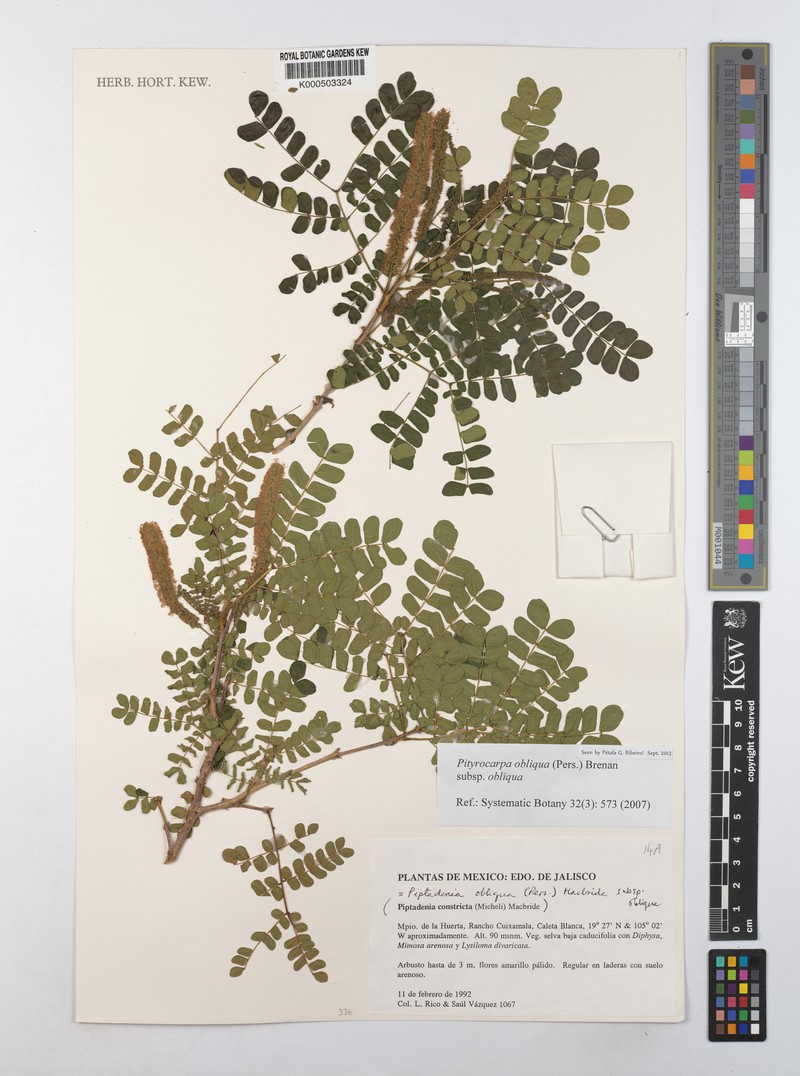 Pityrocarpa obliqua subsp. obliqua photo 2