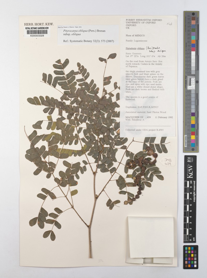 Pityrocarpa obliqua subsp. obliqua photo 3