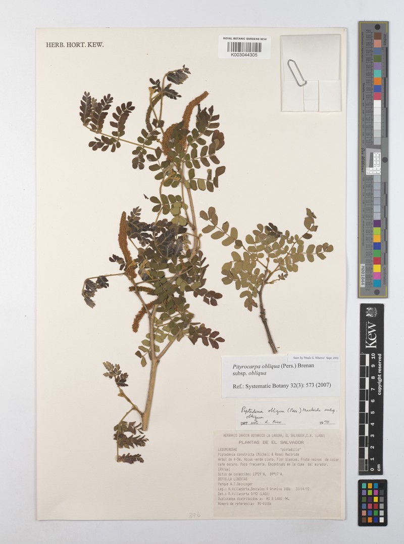 Pityrocarpa obliqua subsp. obliqua photo 4