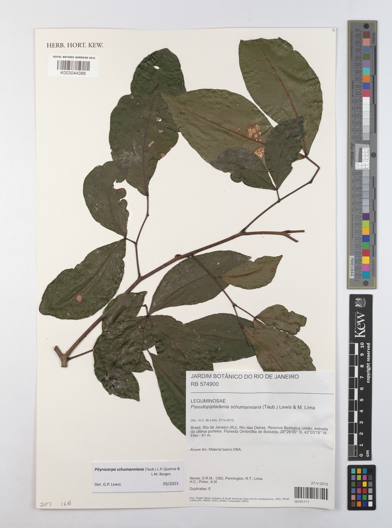 Pityrocarpa schumanniana