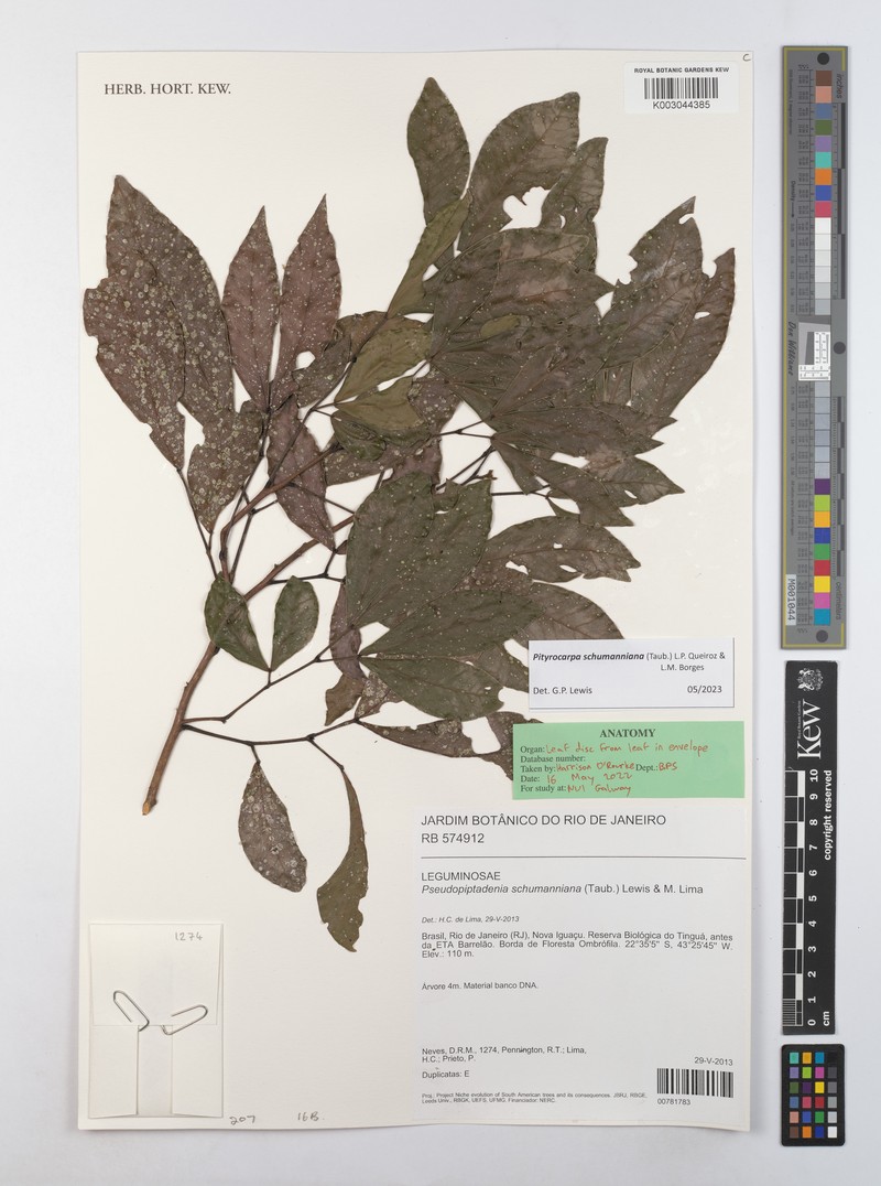 Pityrocarpa schumanniana photo 2