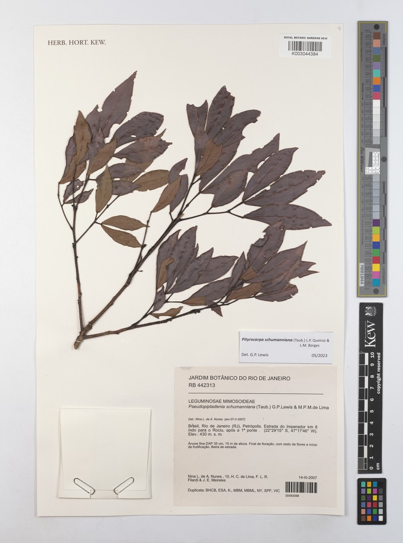 Pityrocarpa schumanniana photo 3