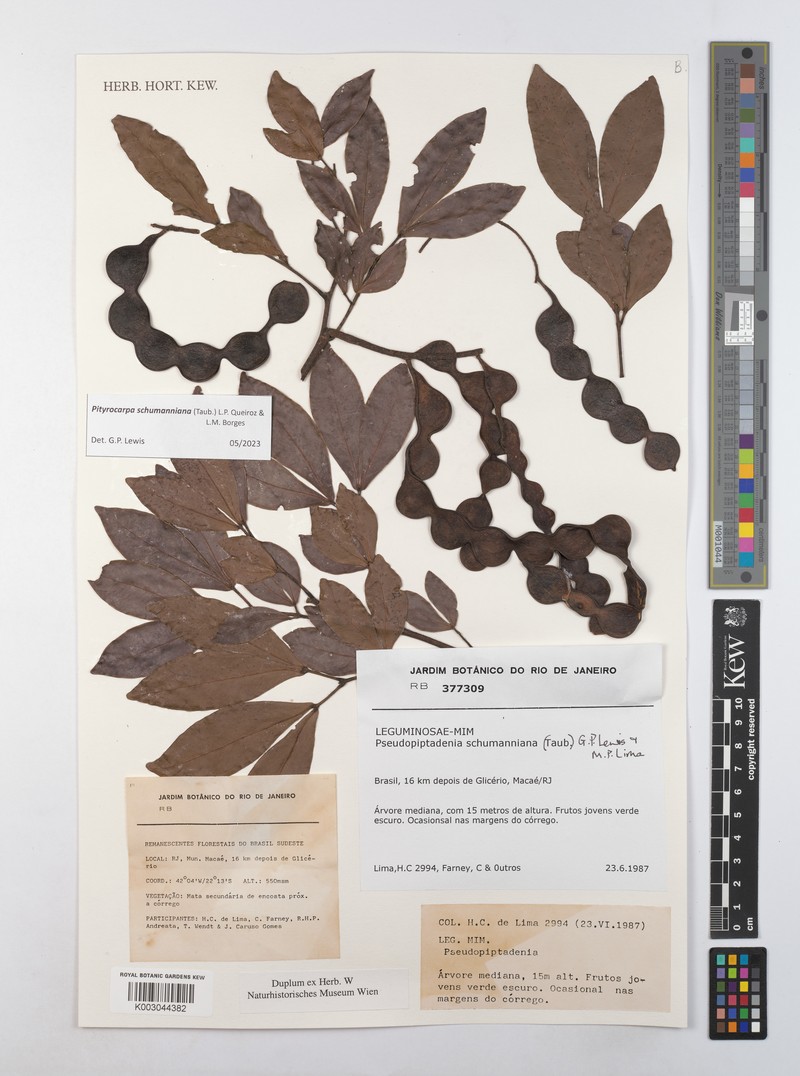 Pityrocarpa schumanniana photo 4
