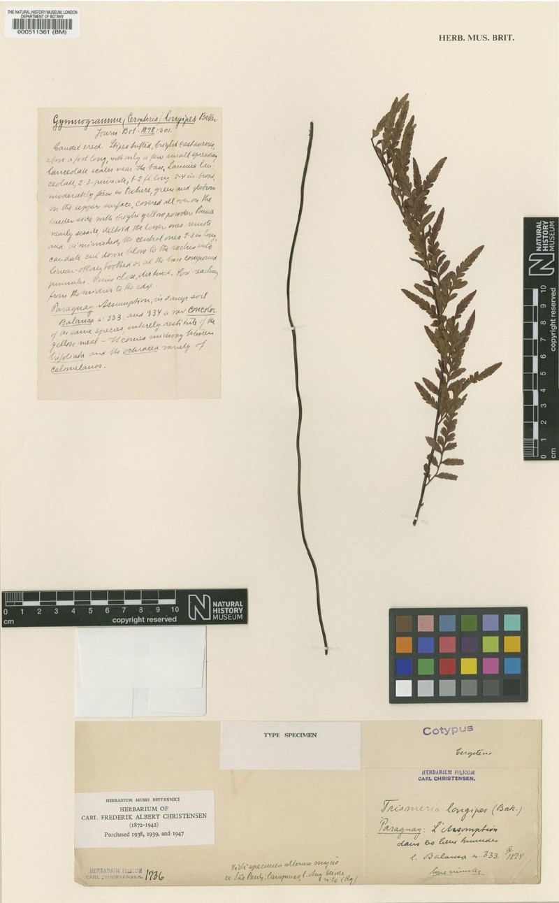 Pityrogramma × longipes