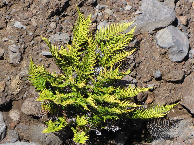Leatherleaf Goldback Fern photo 4