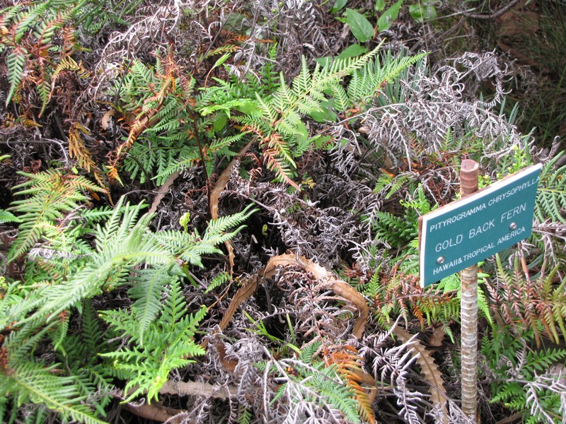 Leatherleaf Goldback Fern photo 5