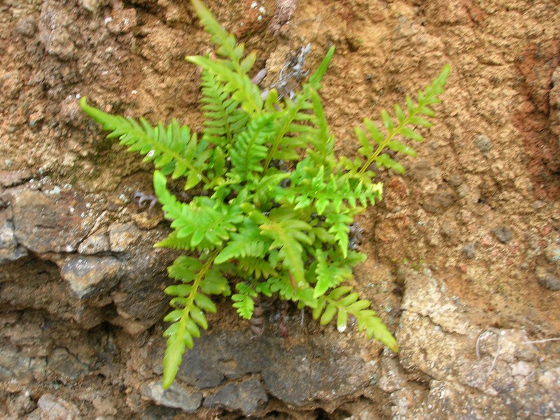 Leatherleaf Goldback Fern photo 3