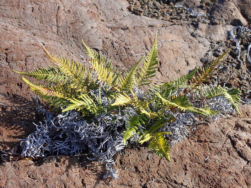 Leatherleaf Goldback Fern photo 2