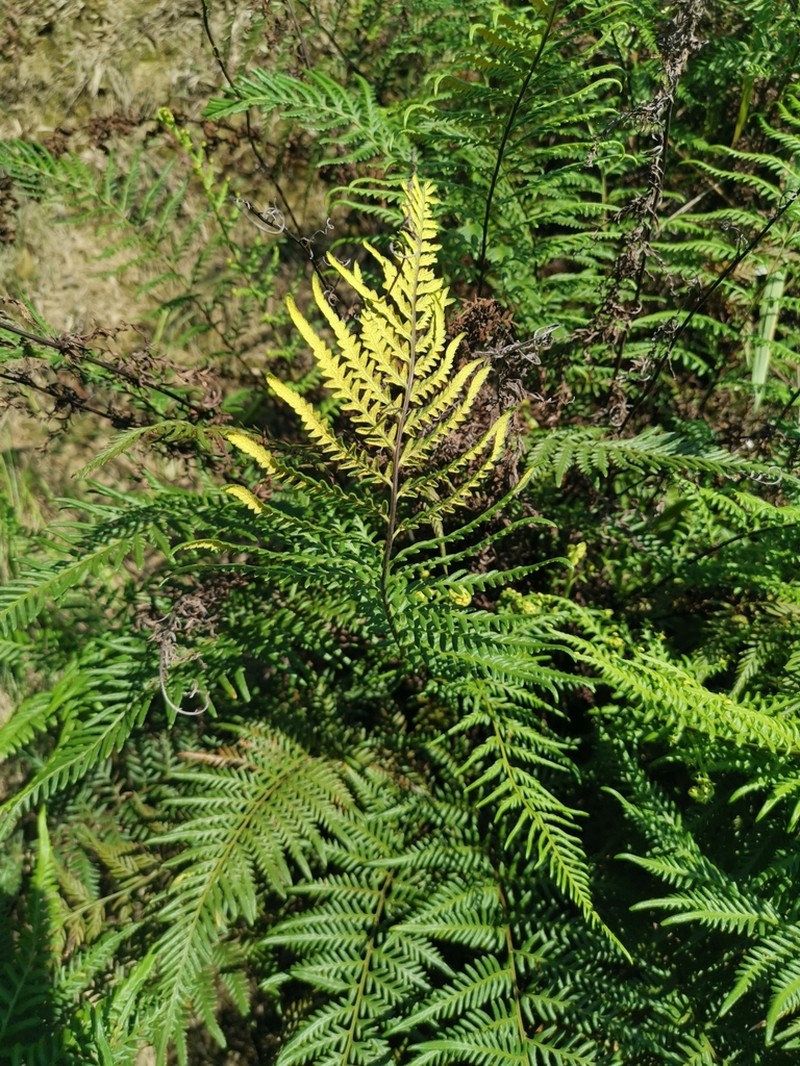 Leatherleaf Goldback Fern photo 3