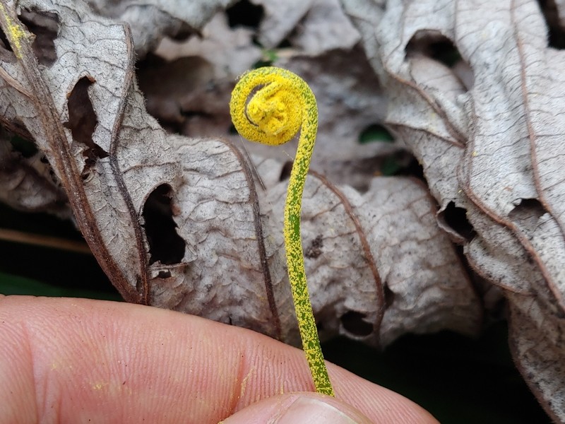 Leatherleaf Goldback Fern photo 4