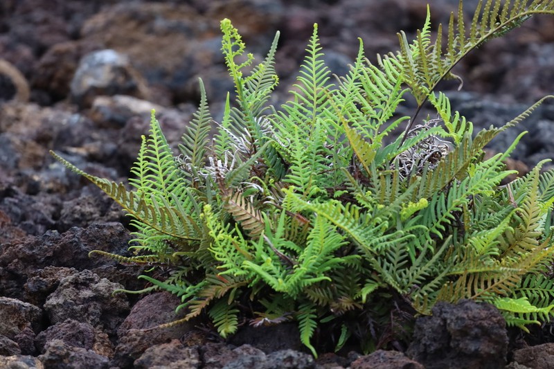 Leatherleaf Goldback Fern photo 5