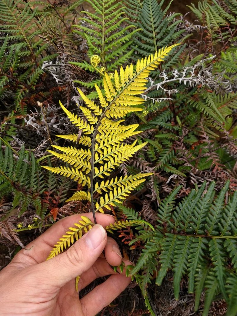 Leatherleaf Goldback Fern photo 6