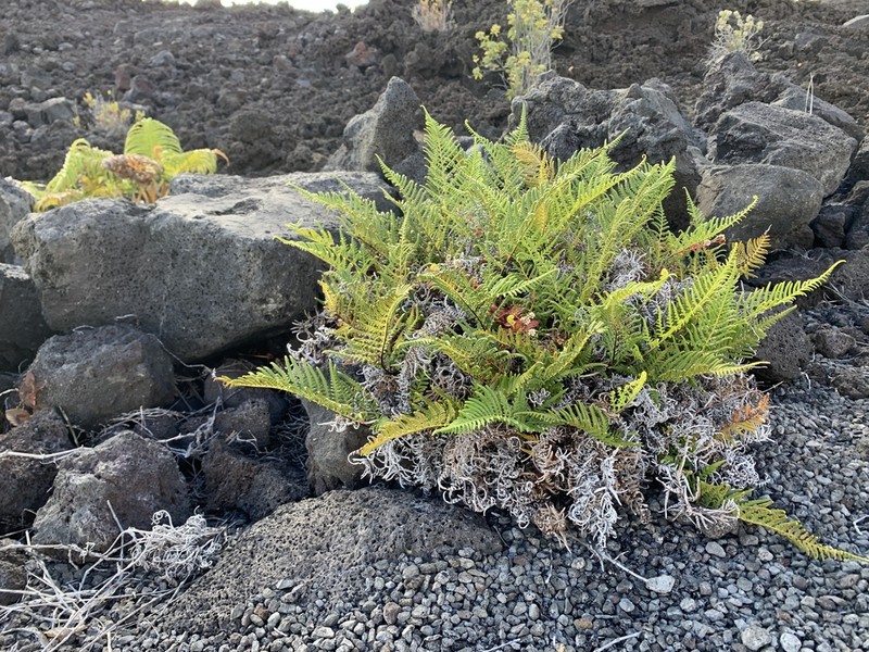 Leatherleaf Goldback Fern photo 7