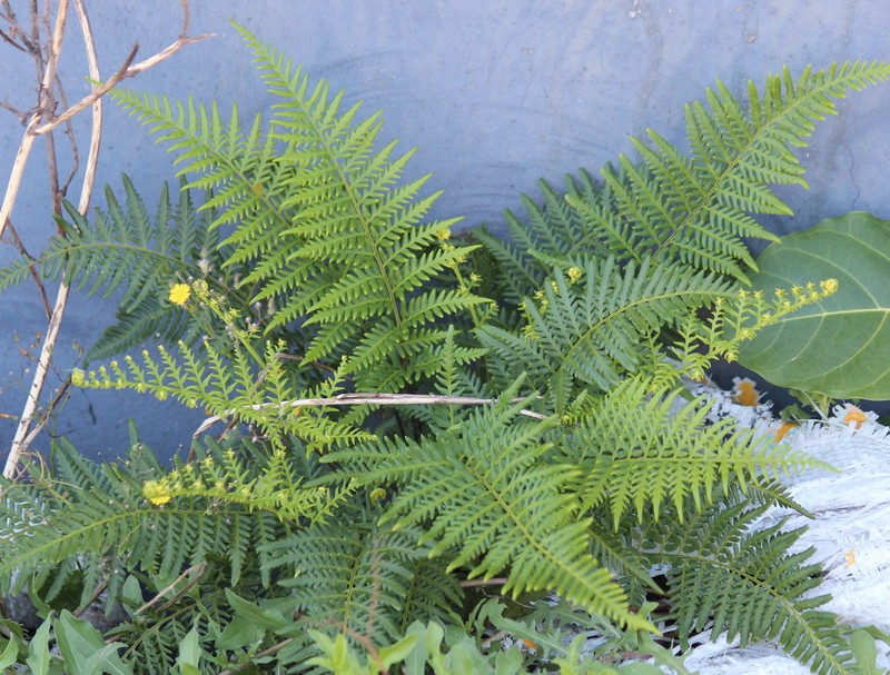 Leatherleaf Goldback Fern photo 8