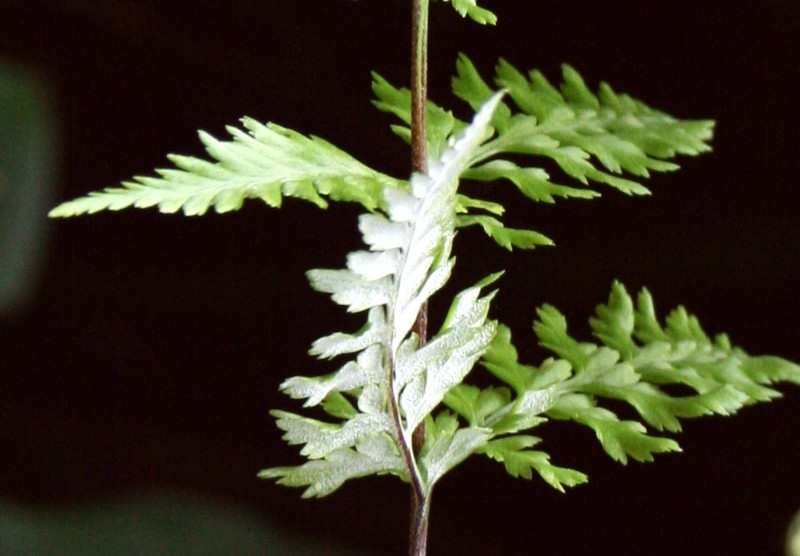 Dixie Silverback Fern photo 2