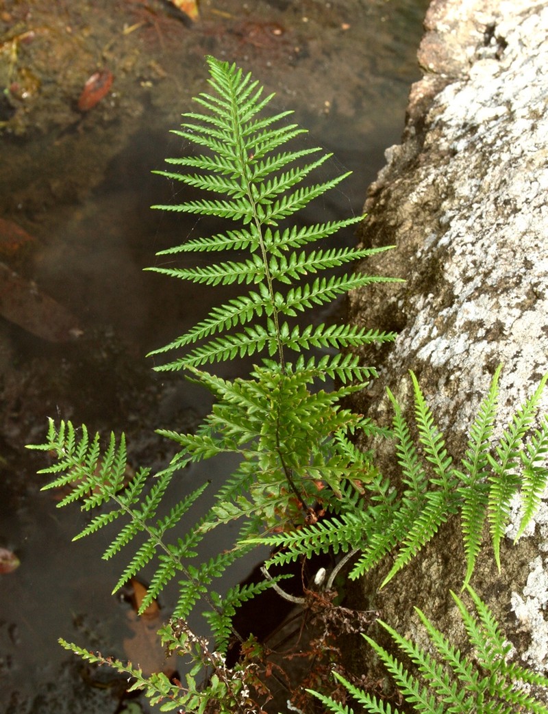 Dixie Silverback Fern photo 3