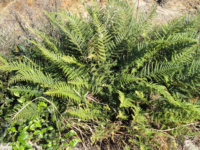 Dixie Silverback Fern photo 4