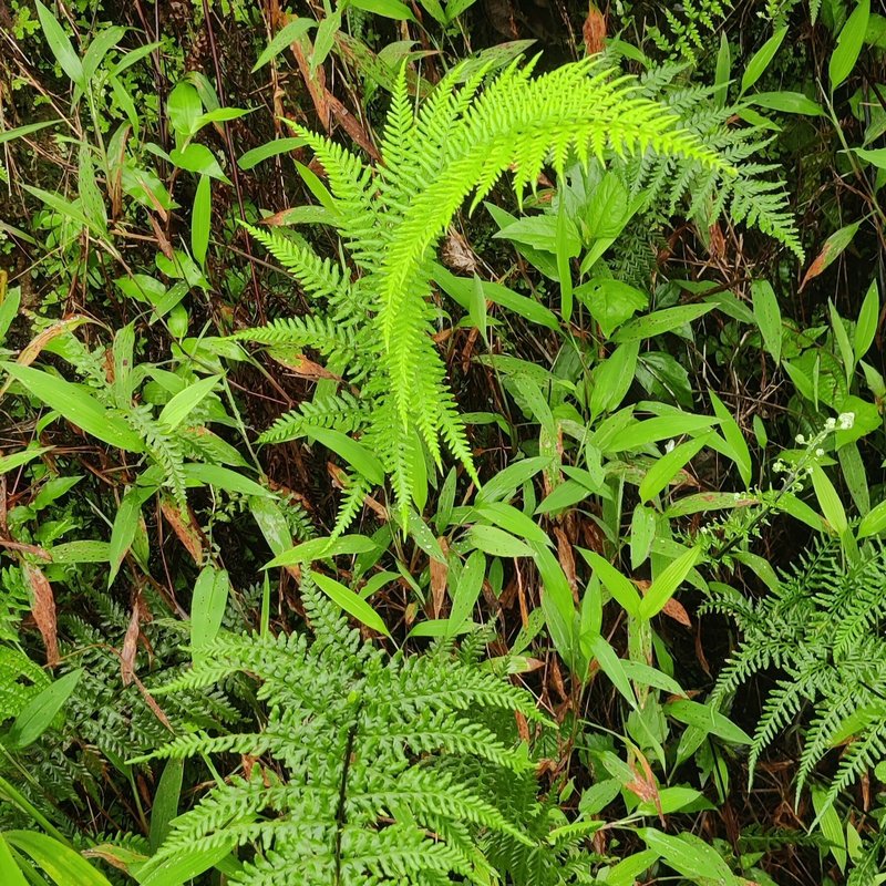Dixie Silverback Fern