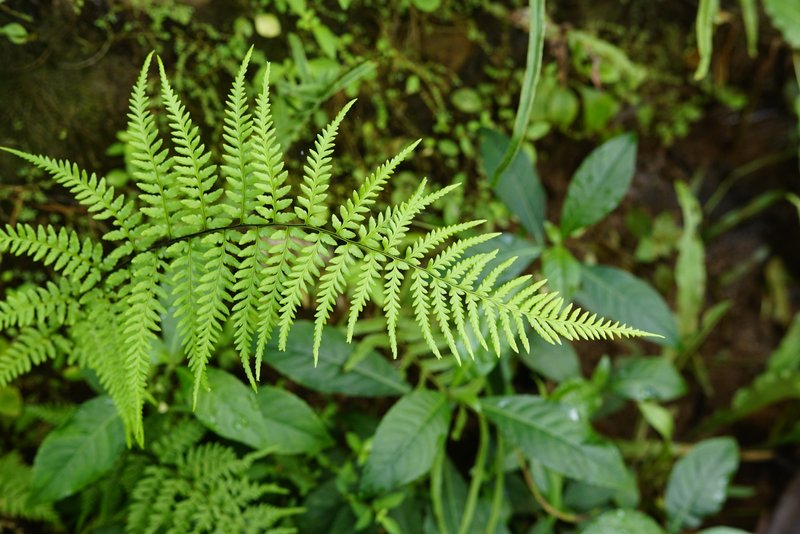 Dixie Silverback Fern photo 5
