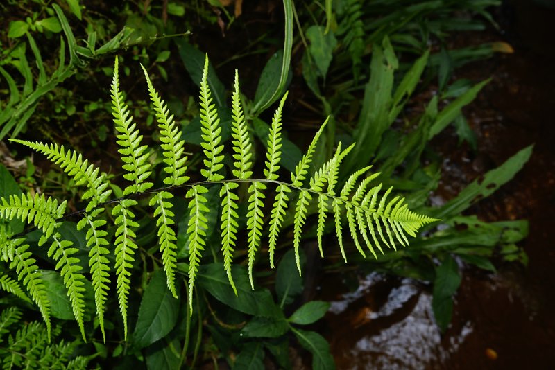 Dixie Silverback Fern photo 6