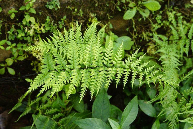 Dixie Silverback Fern photo 7