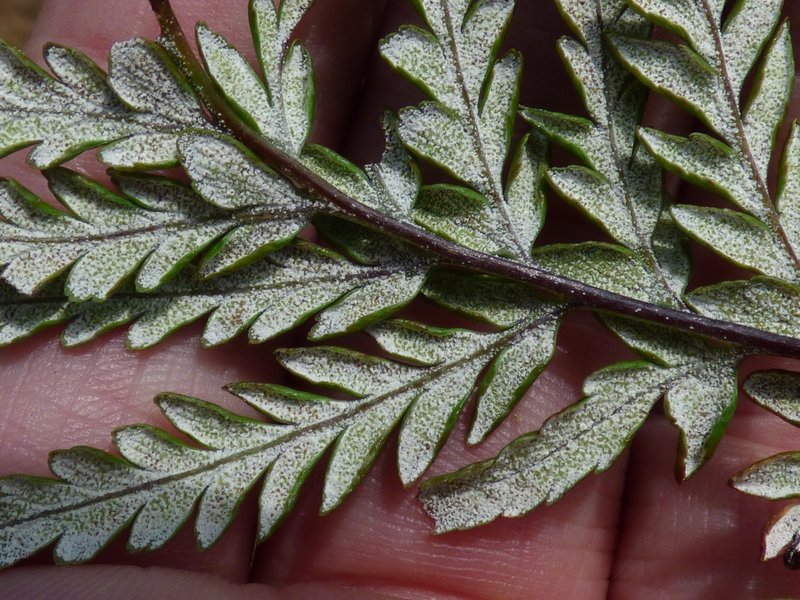 Dixie Silverback Fern photo 8