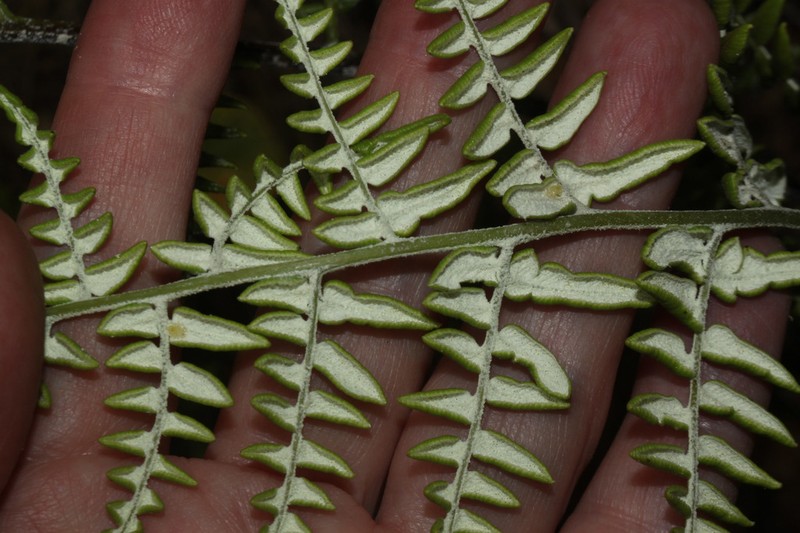 Pityrogramma chrysoconia