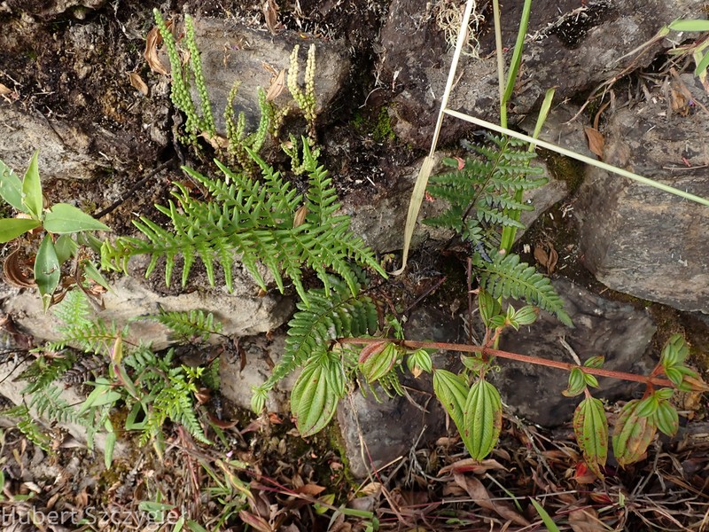 Pityrogramma chrysoconia photo 2