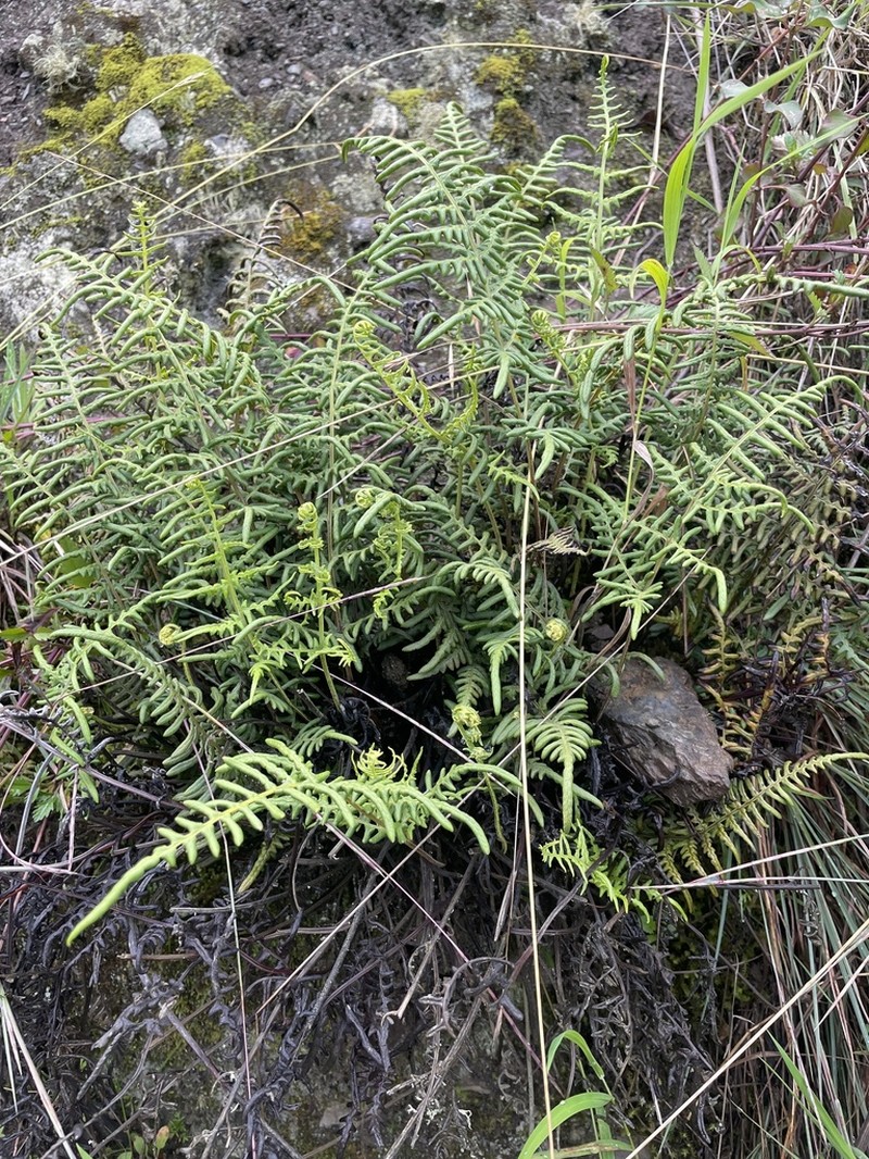 Pityrogramma chrysoconia photo 3