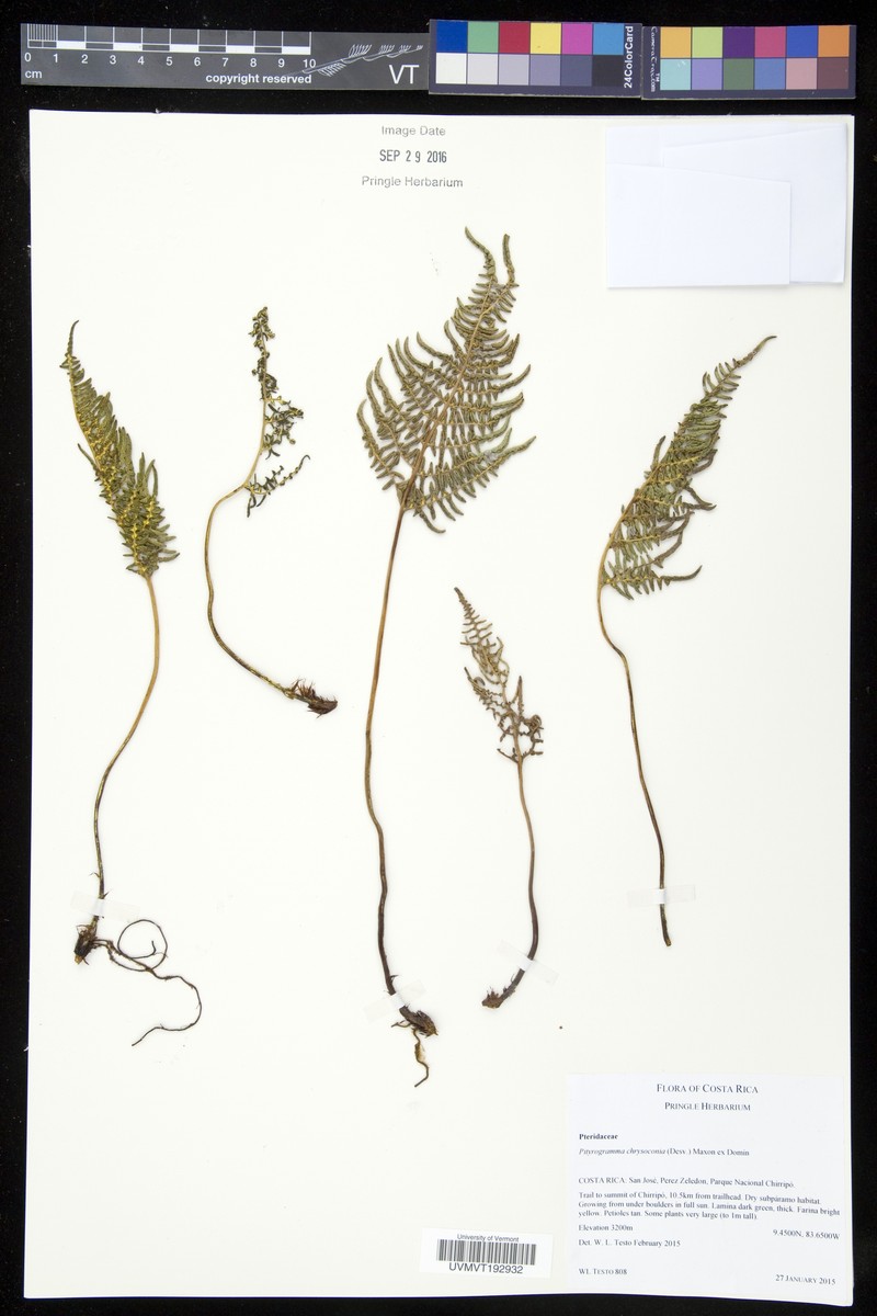 Pityrogramma chrysoconia photo 4