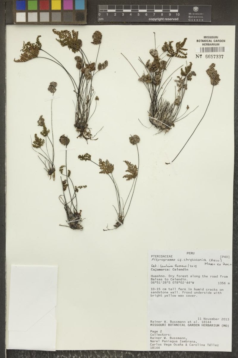 Pityrogramma chrysoconia photo 5
