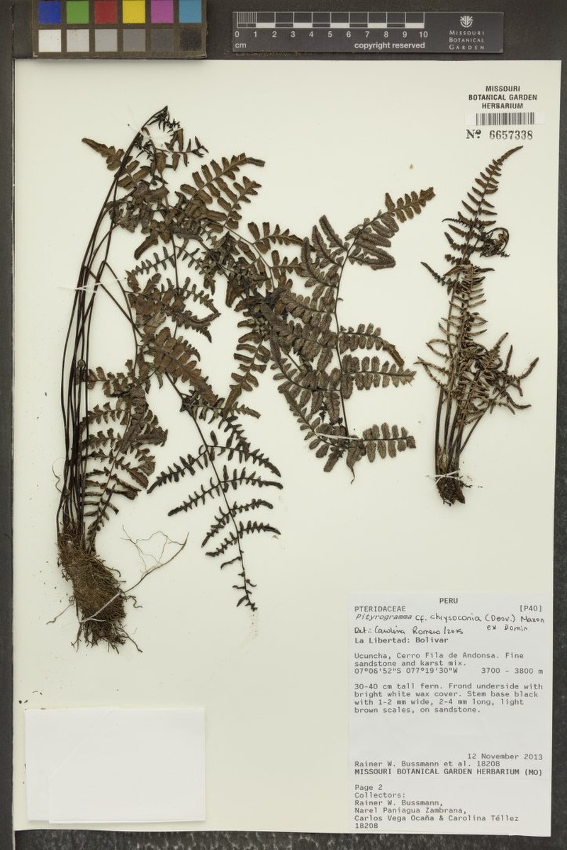 Pityrogramma chrysoconia photo 6