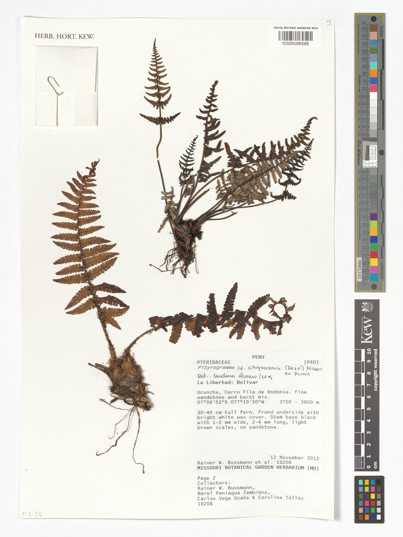 Pityrogramma chrysoconia photo 7