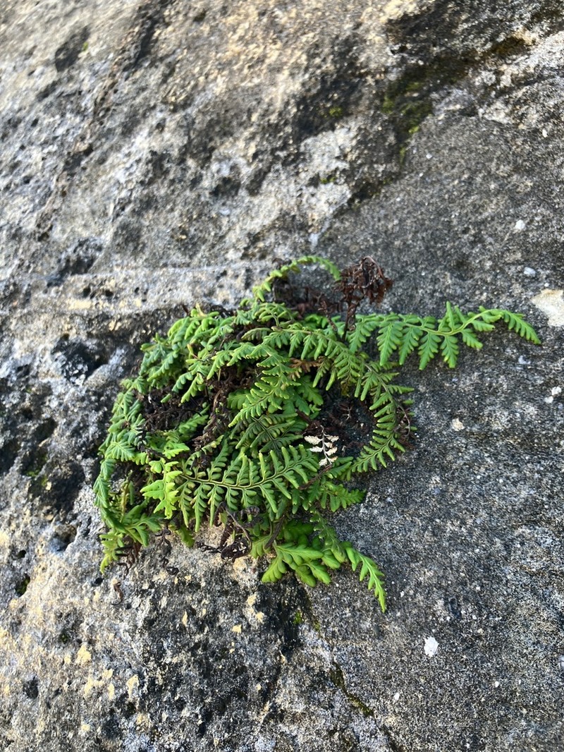 Island Goldback Fern