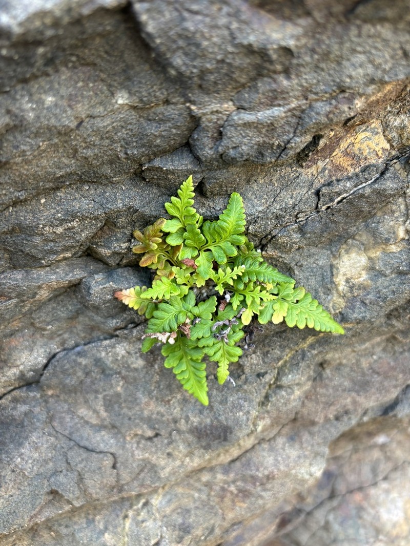 Island Goldback Fern photo 2