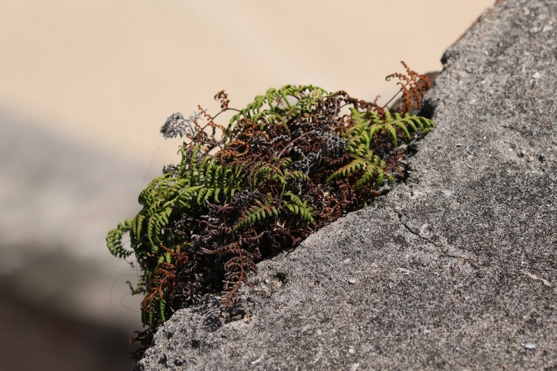 Island Goldback Fern photo 3