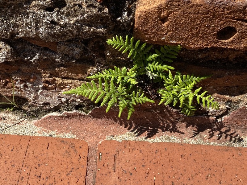 Island Goldback Fern photo 4