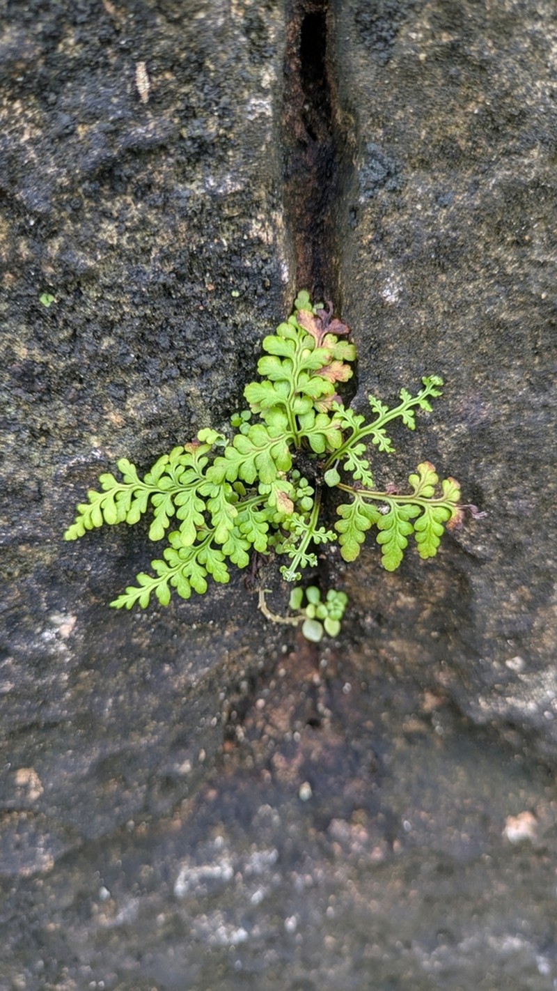 Island Goldback Fern photo 5