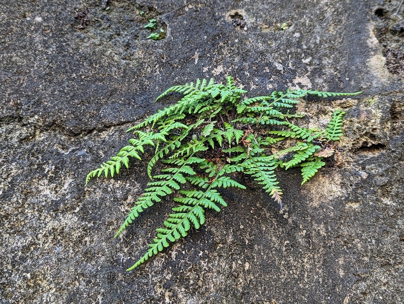 Island Goldback Fern photo 6