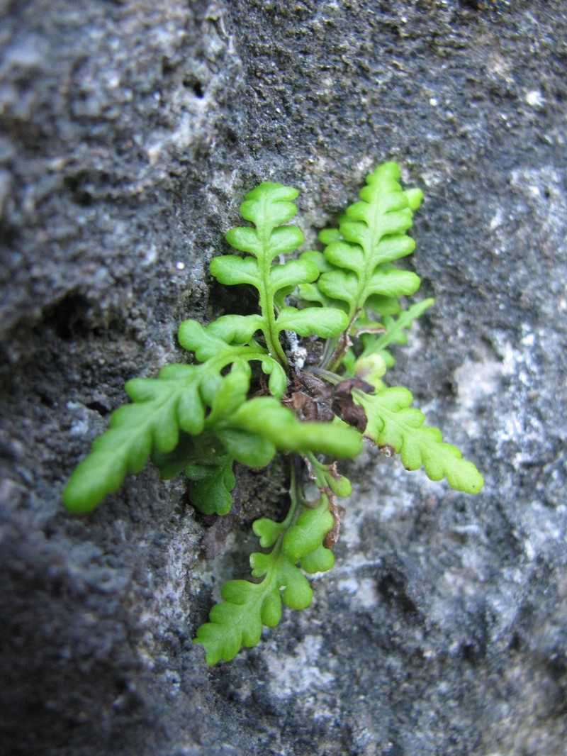 Island Goldback Fern photo 7