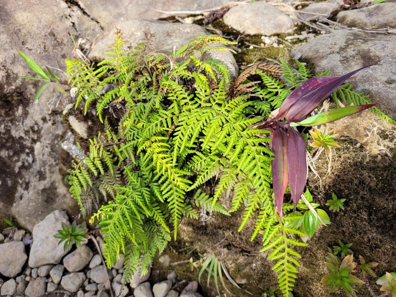 Island Goldback Fern photo 8