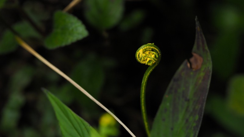 Pityrogramma chrysophylla var. chrysophylla