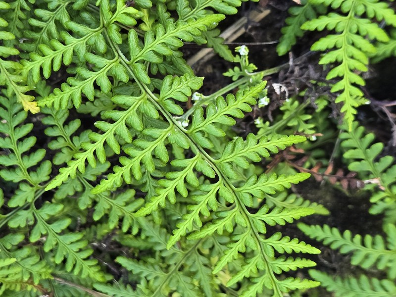 Pityrogramma chrysophylla var. gabrielae