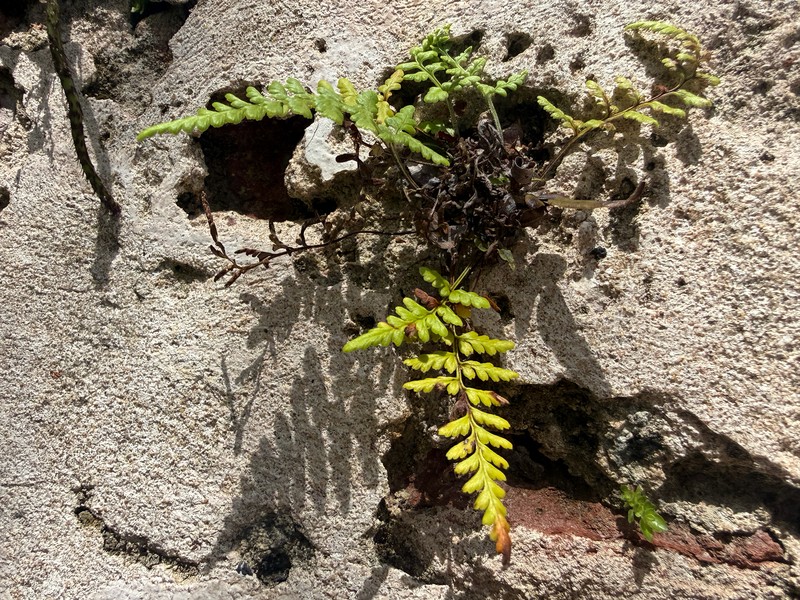 Pityrogramma chrysophylla var. gabrielae photo 2