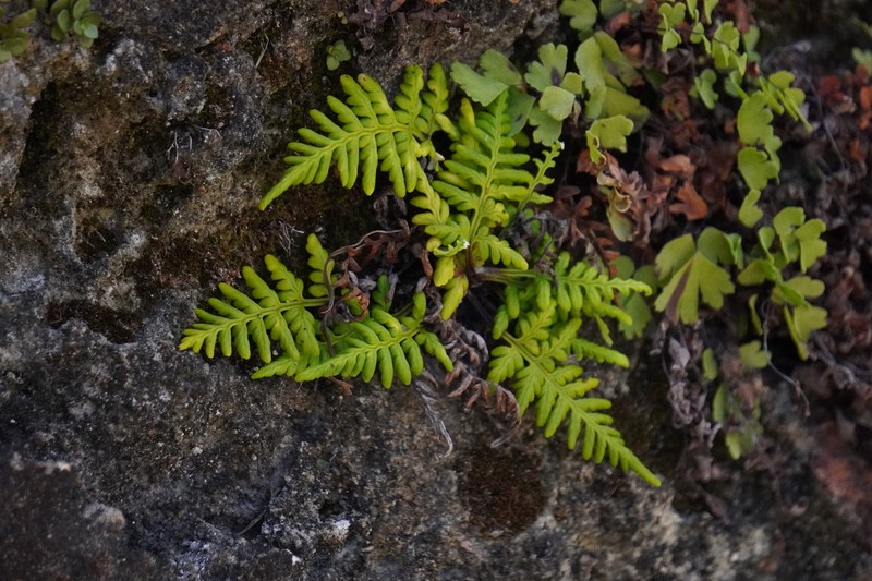 Pityrogramma chrysophylla var. gabrielae photo 3
